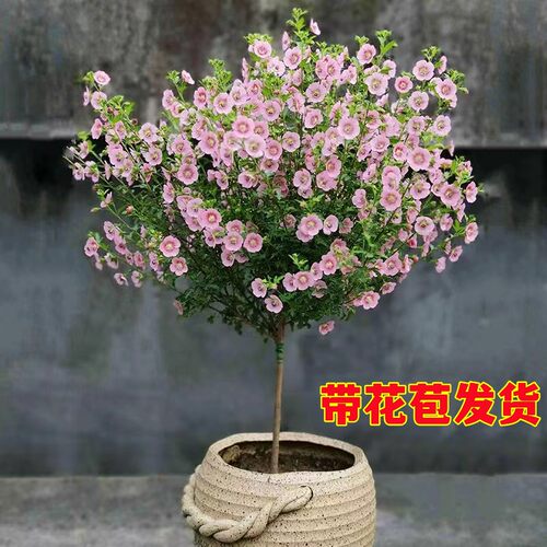 小木槿棒棒糖花苗蓝雪花果汁阳台月季花卉盆栽室内植物阳台带花苞