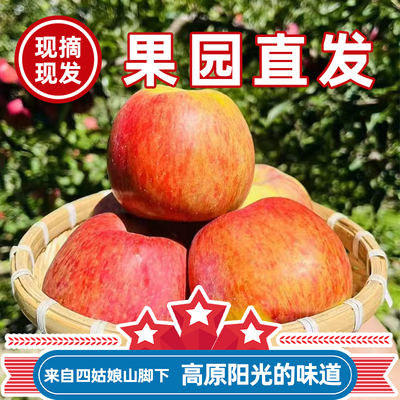 冰糖心小金县75mm-100mm苹果