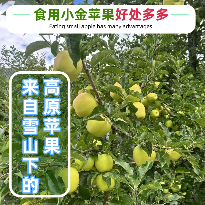 四川阿坝高原小金苹果孕妇可食