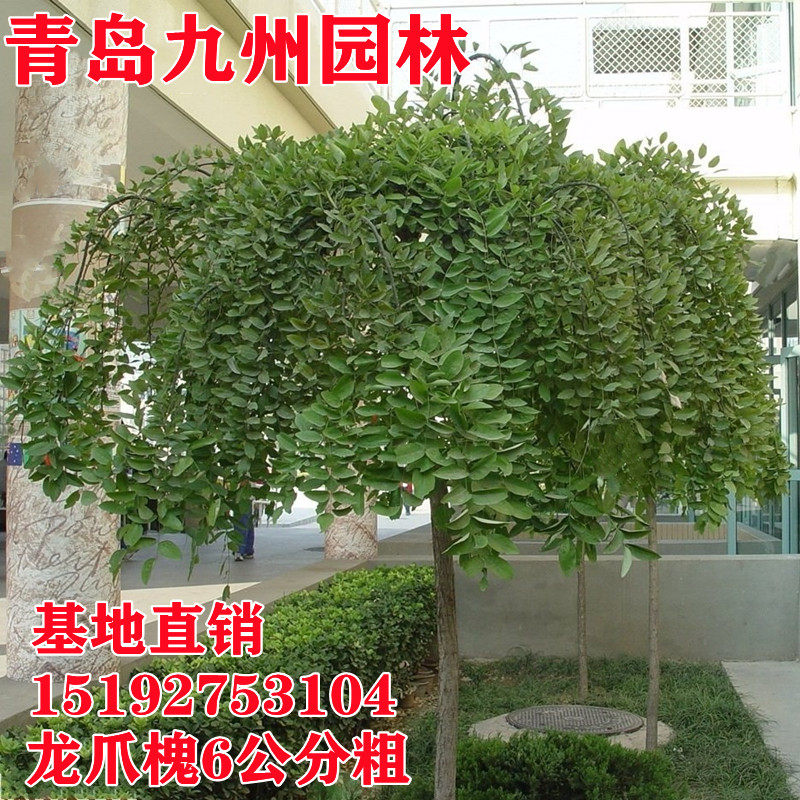 龙爪槐倒栽垂槐黄金槐国槐正宗嫁