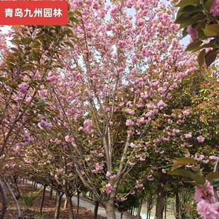 日本樱花树苗南北方室外庭院种植绿化工程大型风景树耐寒抗冻花卉