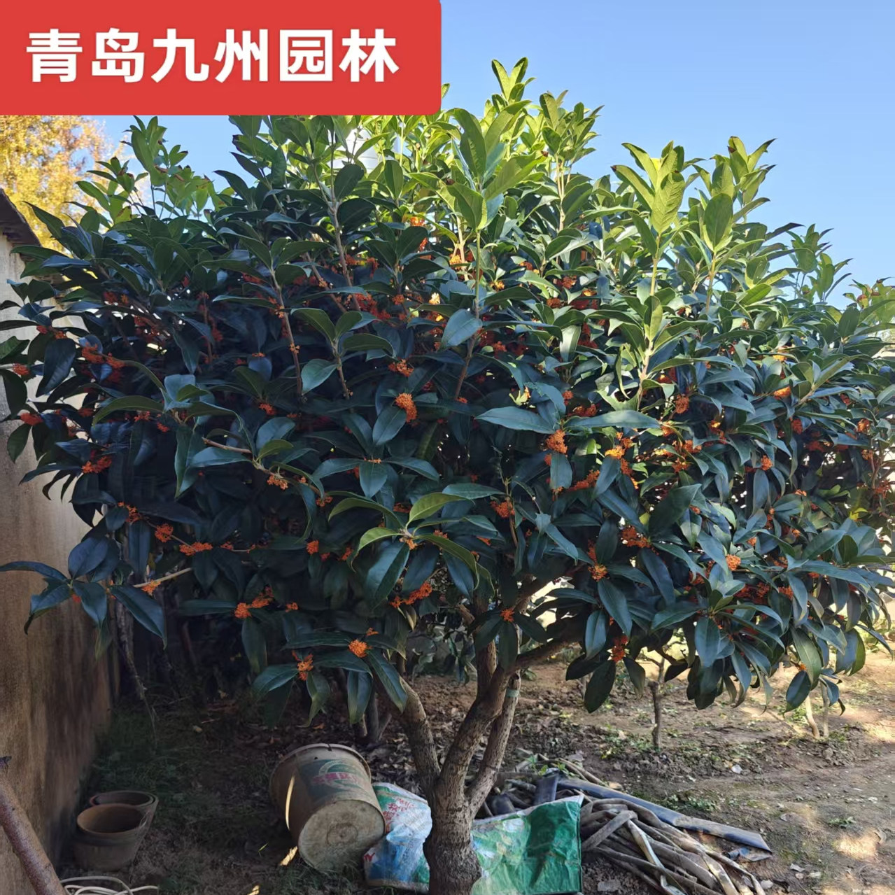 树苗客厅开花不断净化空气四季桂