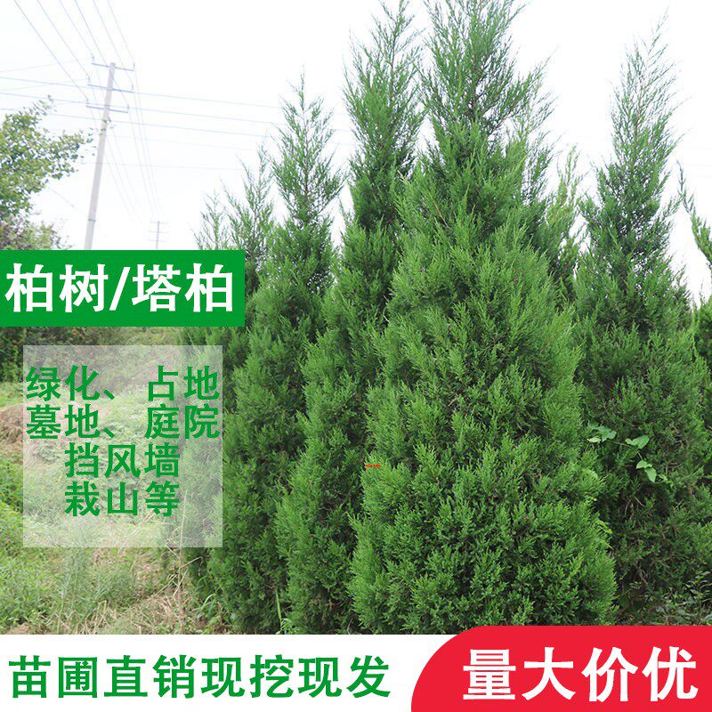 山东塔柏基地直销现挖现发