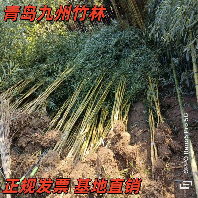 竹子苗庭院室外植物室内盆栽观赏紫竹黄金竹阳台种植工程行道绿化