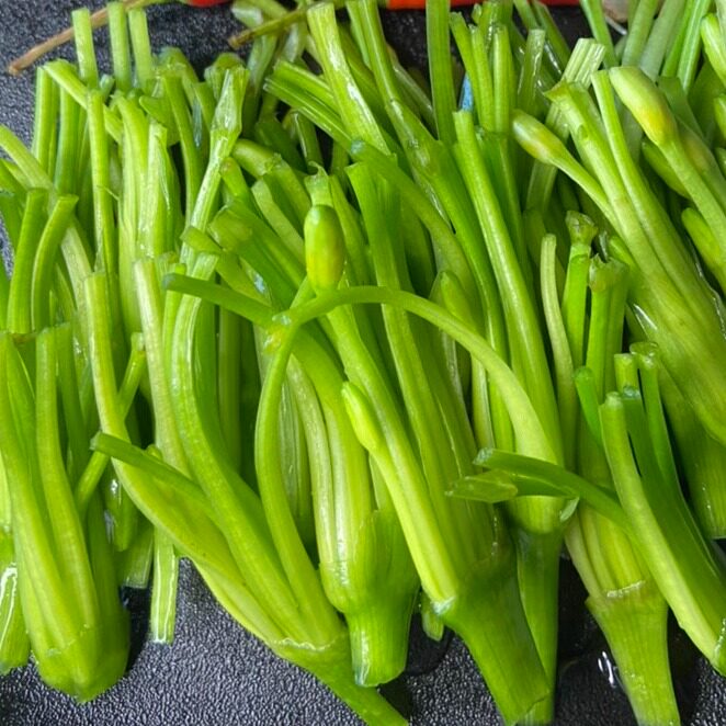 水性杨花 云南大理特产 海菜花 泸沽湖丽江海菜云南野菜 洱海