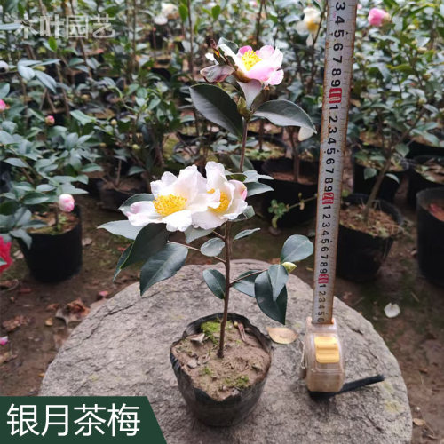银月山茶花盆栽四季常绿开花