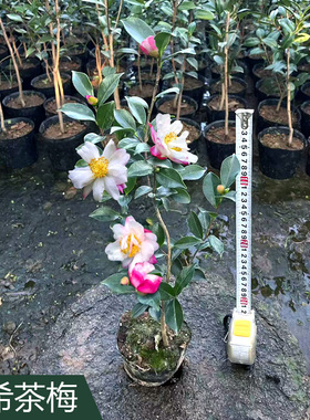 有希茶梅山茶花基地直发品种保证原盆土庭院盆栽阳台绿植耐寒树苗