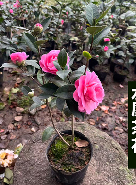 火瀑布茶花树四季茶花赤丹香妃花卉庭院四季绿色植物盆栽四季茶花