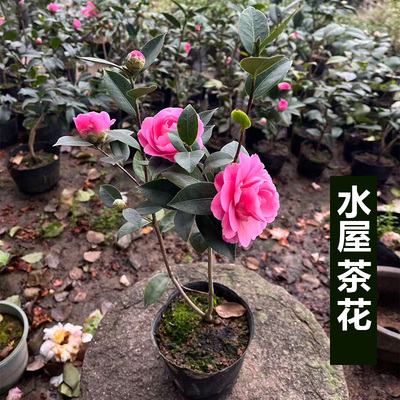 茶花树苗赤丹花卉盆栽四季植物