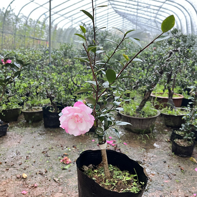 茶梅庭院花卉欣赏冬季梅花