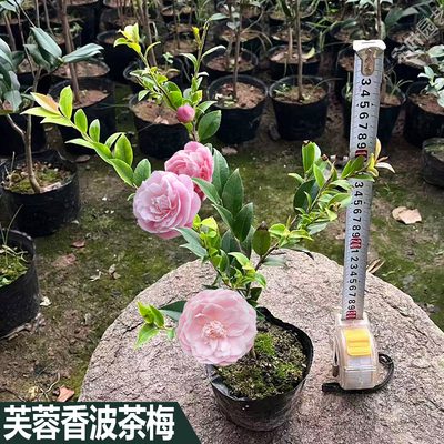 芙蓉香波茶梅粉色山茶花原盆