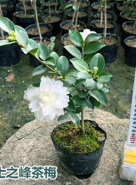富士之峰茶梅盆栽白色品种保证