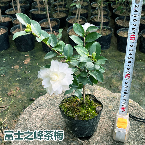 富士之峰茶梅白色山茶花
