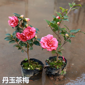 绿植物盆景花卉茶梅盆栽 昭和茶梅花苗四季 茶梅树苗品种财神 丹玉