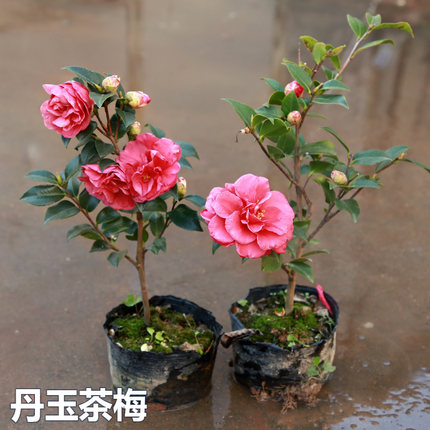茶梅树苗品种财神 丹玉 昭和茶梅花苗四季绿植物盆景花卉茶梅盆栽