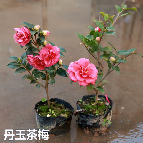 品种四季盆景花卉树苗