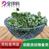 辣木叶辣木干叶片可泡茶非印度进口辣木籽茶食用辣木叶粉500g 包邮