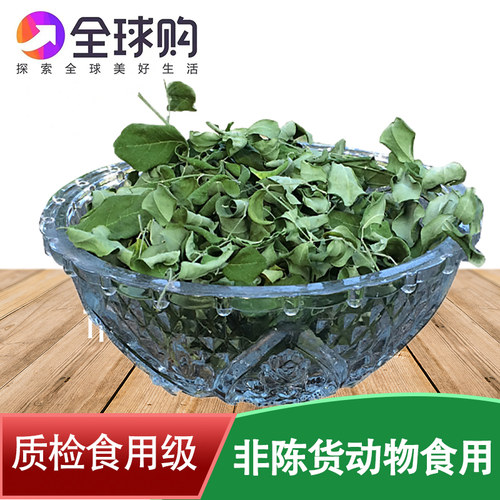 高品质新鲜现晒辣木叶绿叶