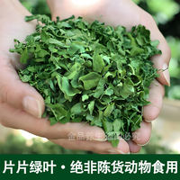 Moringa leaves and dried Moringa leaves can be used to make tea. Non-indian imported Moringa seed tea is edible. 500g Moringa leaf powder with free shipping thumbnail 6