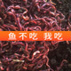 野钓红蚯蚓活饵黄刺鱼路亚串钩饵料红虫鲫鱼饵渔具店腥料活体 包邮