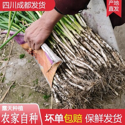 四川成都大葱新鲜铁杆蔬菜