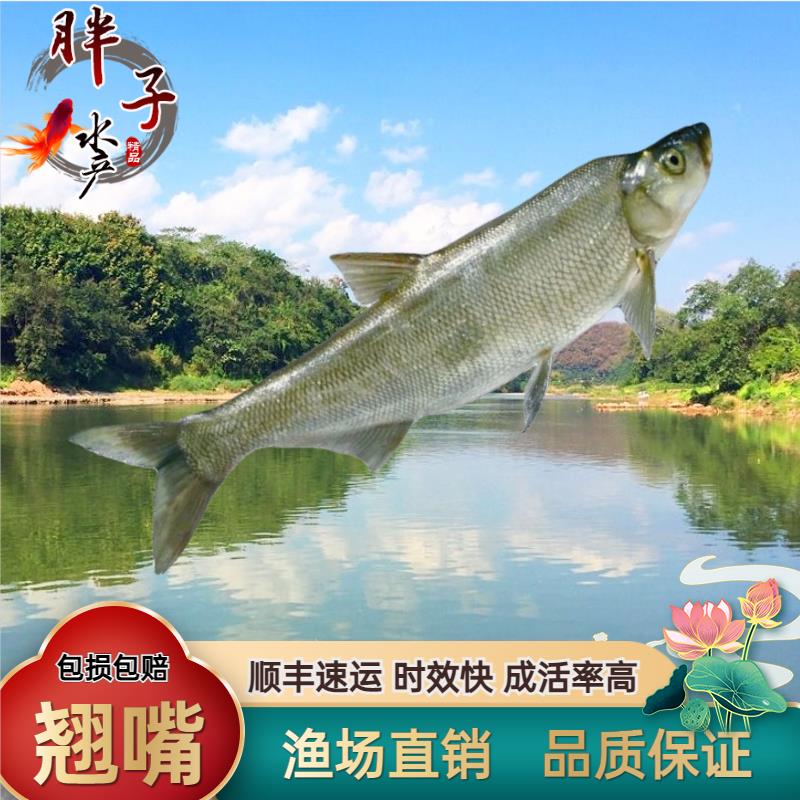 胖子淡水鱼米级翘嘴白鱼鱼塘水库