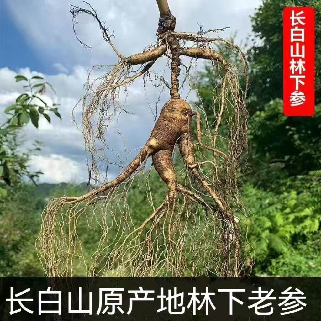 林下参野山参残参打粉野山参粉