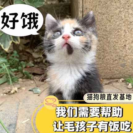 日行一善爱心捐赠救助流浪动物凑2元攒两块钱包邮商品公益单88vip