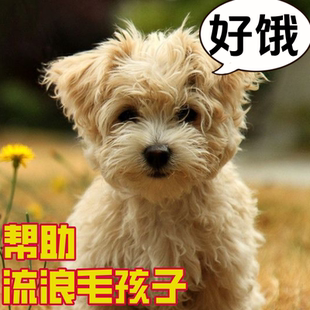 爱心捐赠 1分钱捐款0.01元1毛0.5元五毛钱一块钱商品包邮一元公益