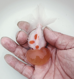 珍珠 水泡 碟尾 绒球 蛋球 凤鹤 龙鹤鹤顶红布里斯托【直播专拍】