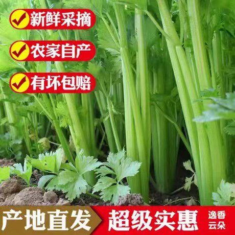 2026年新鲜现挖大棵西芹5斤装全叶西洋芹菜绿色蔬菜榨汁嫩心青菜