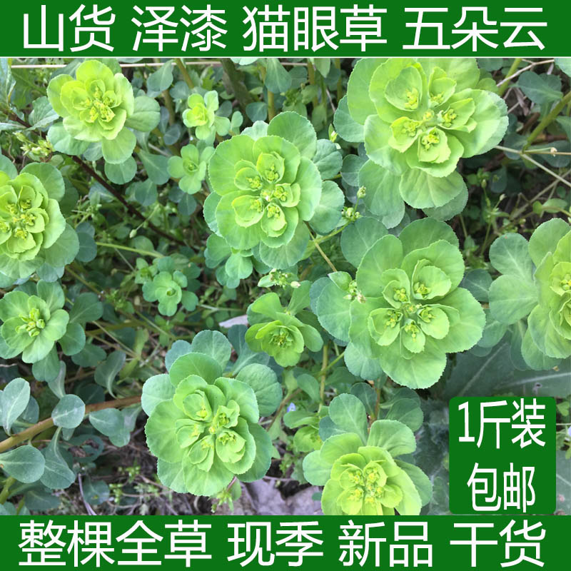 野猫眼草生泽漆五朵云五凤草猫儿眼睛整棵新鲜晒干的货品500g包邮