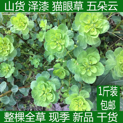野生草新鲜晒干的500g包邮泽漆