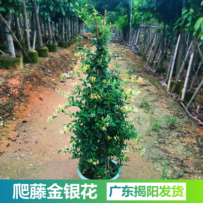 食用药用金银花树苗爬藤四级常青