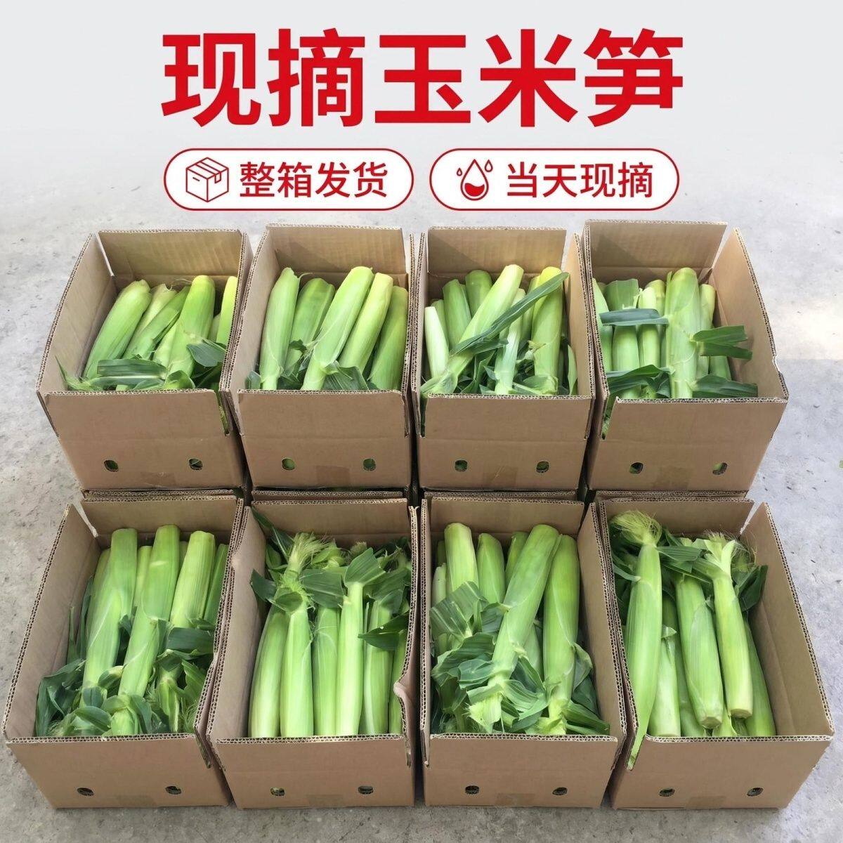 新鲜甜玉米蔬菜当季迷你玉米棒水果玉米芯营养现摘包邮批发