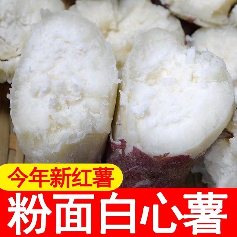 正宗白心红薯板栗薯红皮白薯地瓜新鲜粉糯干面栗子白瓤番薯礼盒装