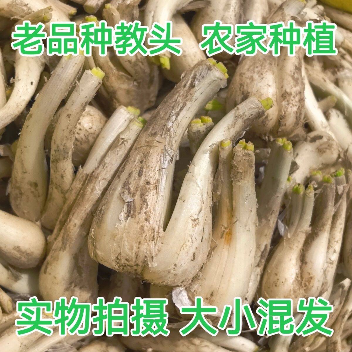 藠头新鲜无叶荞头教头茭头炒菜食用泡菜凉拌泡酸四川农家自种蔬菜