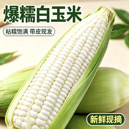 重庆现摘白糯玉米香糯玉米白甜糯玉米嫩包谷带壳黏玉米应季糯玉米