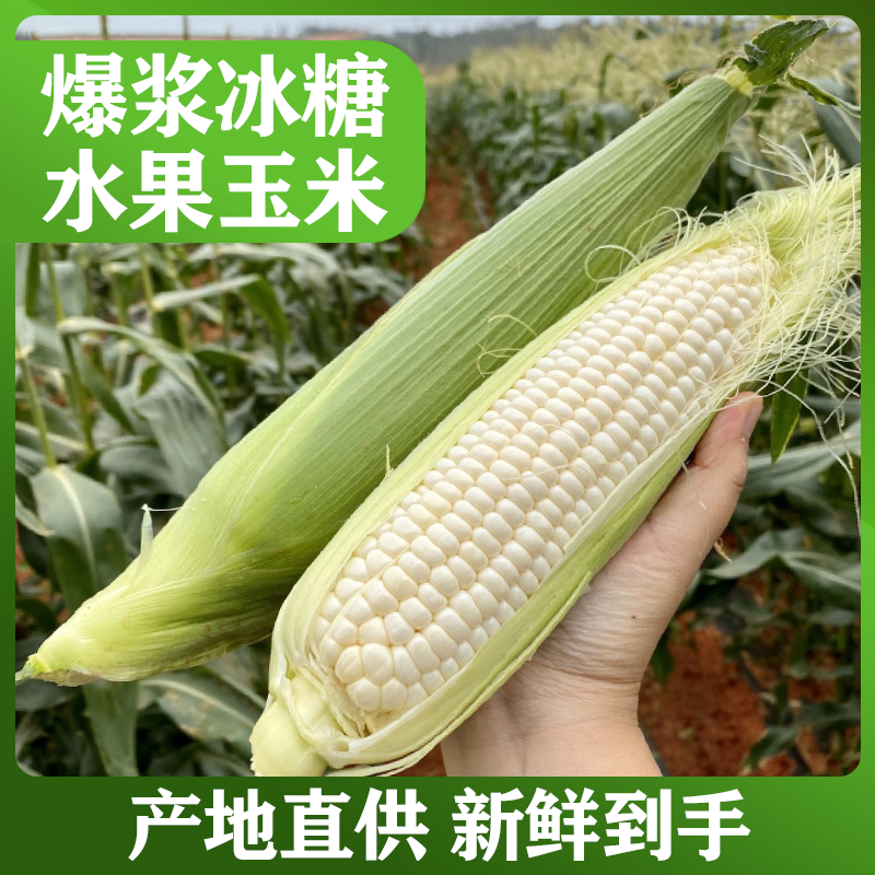 【重庆白糯玉米】现摘新鲜白糯玉米0脂肪低卡带壳粘玉米农家自摘