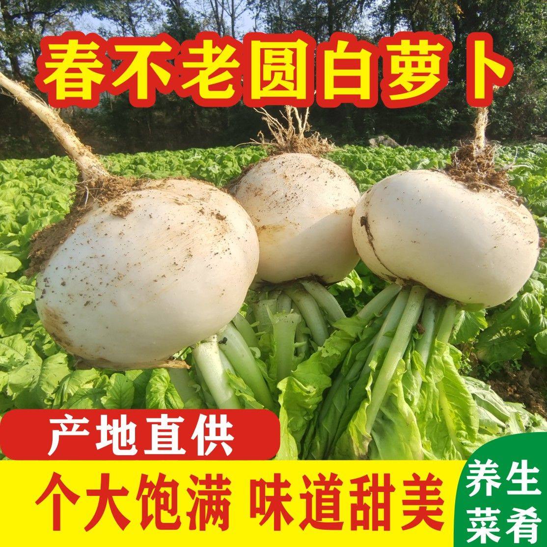 【打过霜脆甜】四川白萝卜新鲜现挖白萝卜当季时令蔬菜圆白萝卜