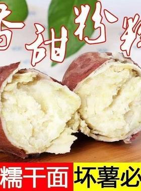 白心红薯新鲜现挖红皮白瓤地瓜粉面软糯老品种白心山芋板栗薯