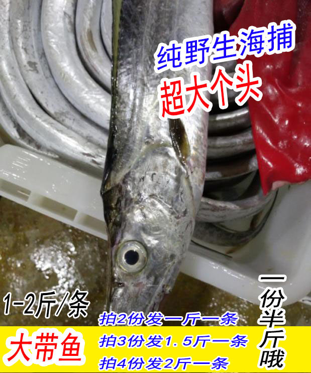 海鲜水产东海大带鱼 一条1斤到2斤纯海捕本地吊带鱼 三斤包邮超大