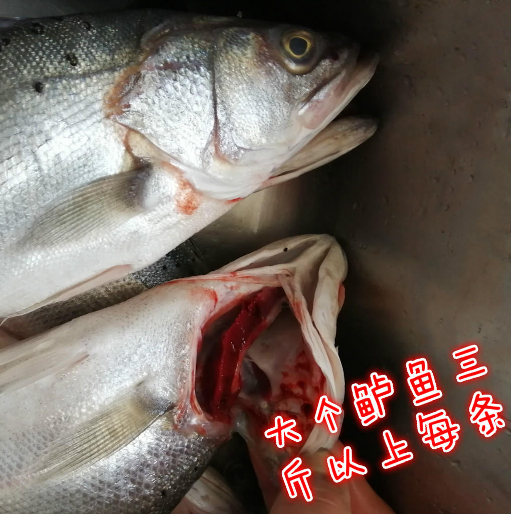 新鲜海捕海鲜水产鲜活速冻七星花超大鲈鱼1斤每份3斤以上每条