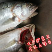 新鲜海捕海鲜水产鲜活速冻七星花超大鲈鱼1斤每份3斤以上每条