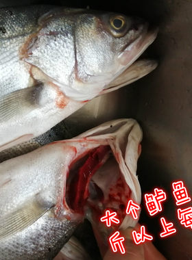 新鲜海捕海鲜水产鲜活速冻七星花超大鲈鱼1斤每份3斤以上每条