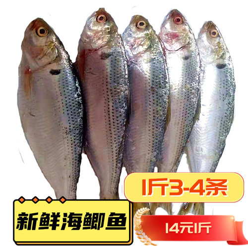 海鲫鱼新鲜好吃14元1斤