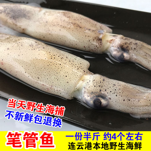 海兔子笔管鱼新鲜平价乌贼冷冻