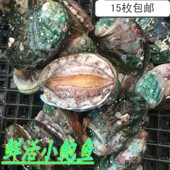 鲜活小鲍鱼新鲜鲍鱼海鲜水产贝类 鲜活小鲍鱼22头新鲜鲍鱼好吃