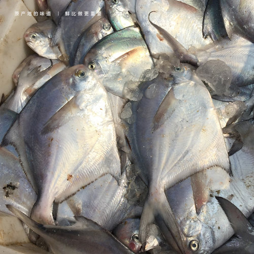 新鲜白鲳鱼一斤5-6条小鲳鱼平鱼扁鲳鱼纯海洋10元半斤银鲳鱼 - 封面