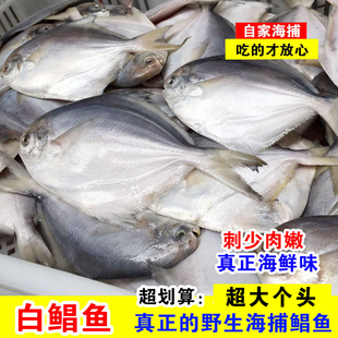 东海白鲳鱼银鲳鱼平鱼海鱼海鲜水产鲜活一斤2条真空新鲜速冻